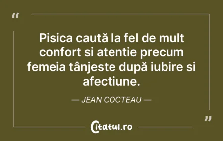 Pisica caută la fel de mult confort și... Pisica caută la fel de mult confort și...