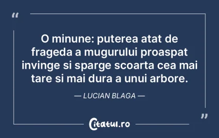 O minune: puterea atat de frageda a mugu... O minune: puterea atat de frageda a mugu...