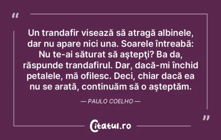 Un trandafir visează să atragă albine...