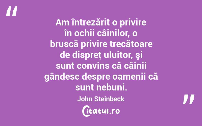Am întrezărit o privire în ochii câinilor, o bruscă privire trecătoare de dispreţ uluitor, şi sunt convins că câinii gândesc despre oamenii că sunt nebuni. John Steinbeck
