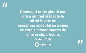  Observați orice plantă sau orice animal și lăsați-le să vă învețe ce înseamnă acceptarea a ceea ce este și abandonarea de sine în clipa Acum. Eckhart Tolle...