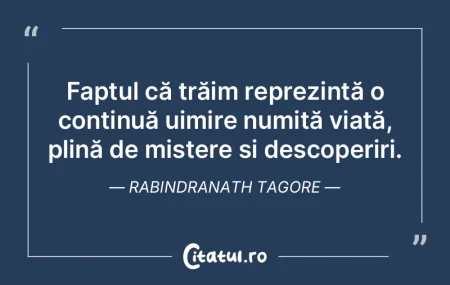 Viața, alături de o pisică, devine o ... Viața, alături de o pisică, devine o ...