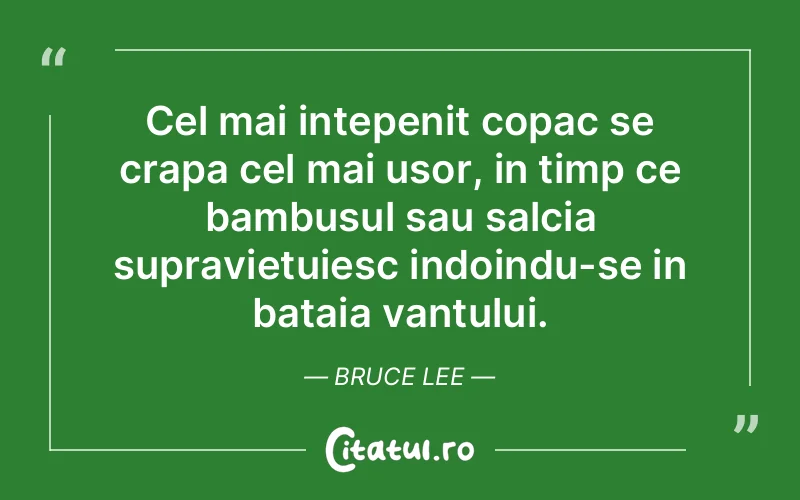 Cel mai intepenit copac se crapa cel mai usor, in timp ce bambusul sau salcia supravietuiesc indoindu-se in bataia vantului. Bruce Lee