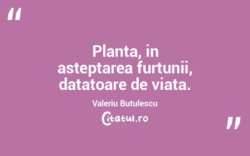 Planta, in asteptarea furtunii, datatoare de viata. Valeriu Butulescu