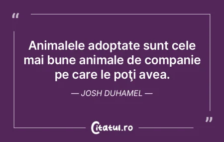 Câinele şi calul - animalele cele mai ...