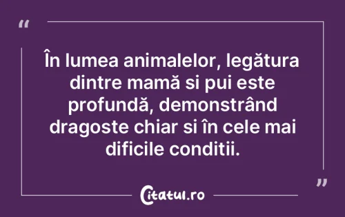 Citat Viață - Citatul.ro